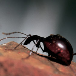 Postojna-Cave-Vivarium-Proteus-Slendernecked-Beetle