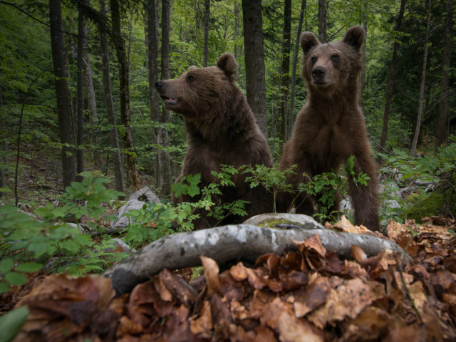 Osservazione dell’orso bruno in mezzo alla natura