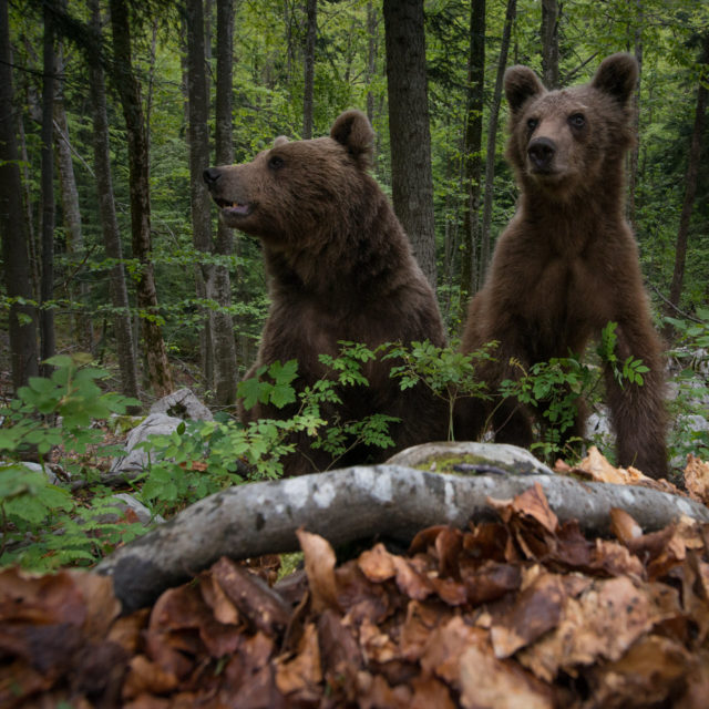 Osservazione dell’orso bruno in mezzo alla natura
