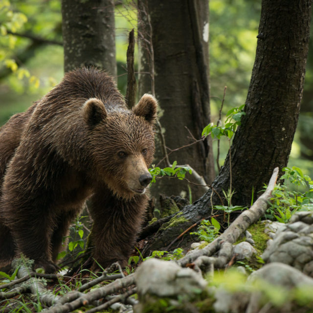 Braunbären in der Natur beobachten