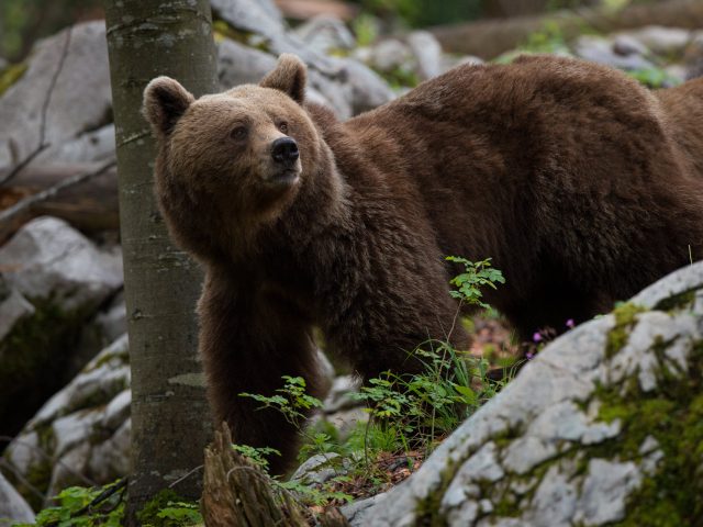 Un giorno con l’orso