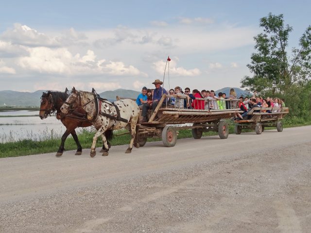 EQUITAZIONE E GIRI IN CARRO