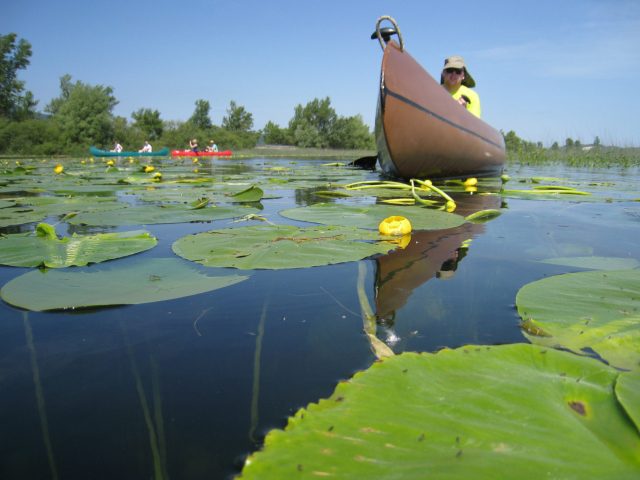 Safari in canoa – Jamski zaliv, 1 giorno