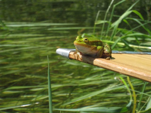 Safari in canoa – Unica, 1 giorno