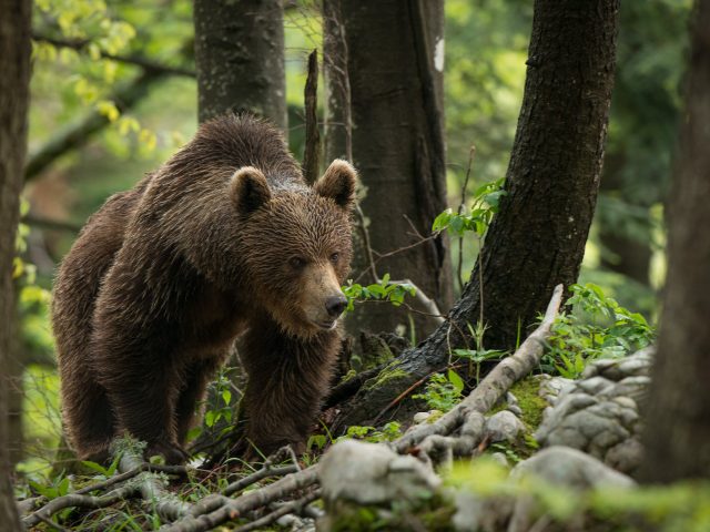 Osservazione dell’orso bruno in mezzo alla natura