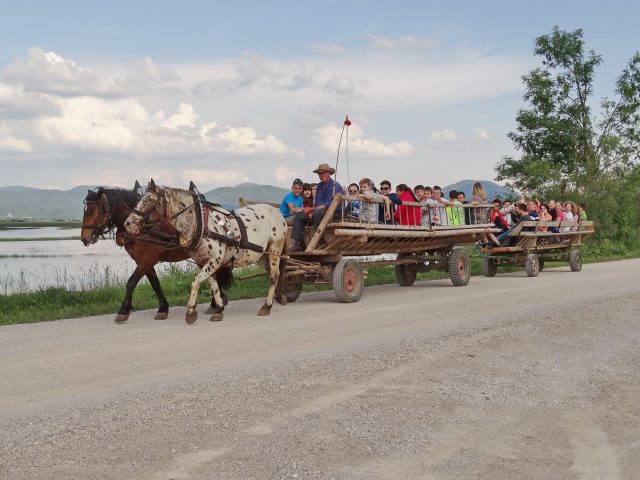 HORSE RIDING and HAY CART RIDES