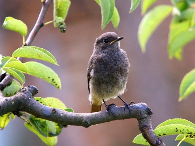 BIRD WATCHING
