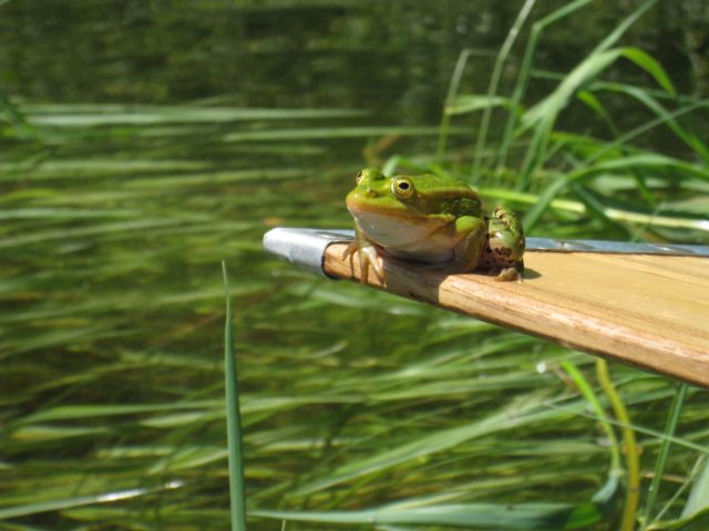 Canoe Safari – Unica, 1 Day