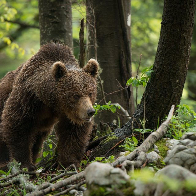 Osservazione dell’orso bruno in mezzo alla natura