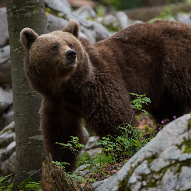 Un giorno con l’orso