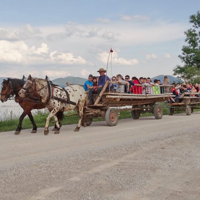 REITEN und FAHRT MIT DEM LEITERWAGEN