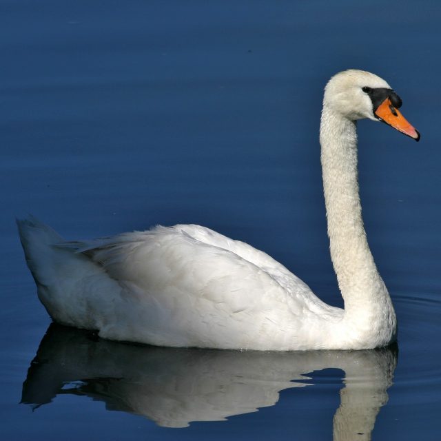 BEOBACHTEN VON VÖGELN