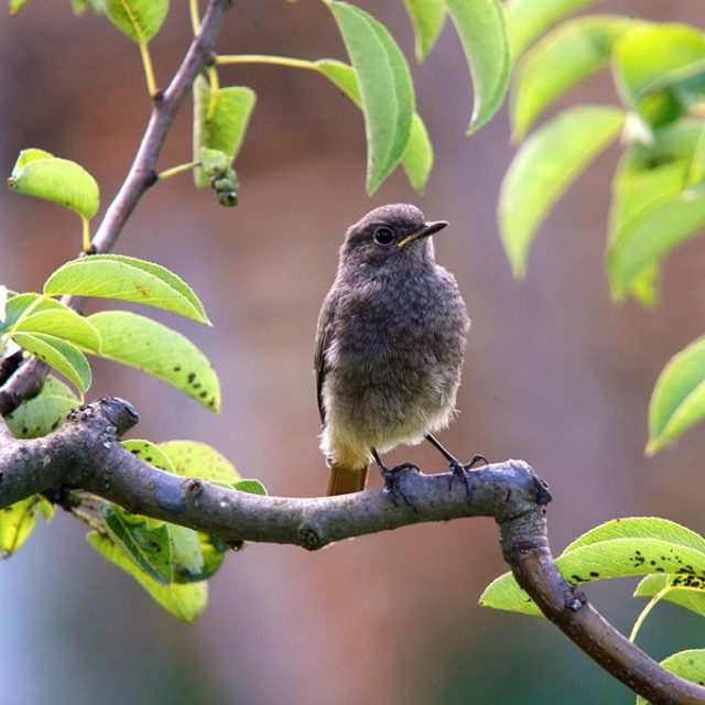 BEOBACHTEN VON VÖGELN
