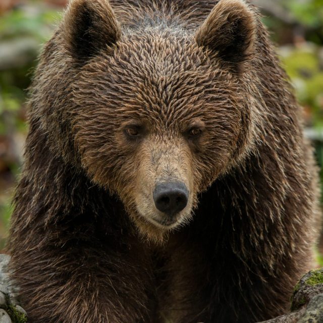 CACCIA FOTOGRAFICA