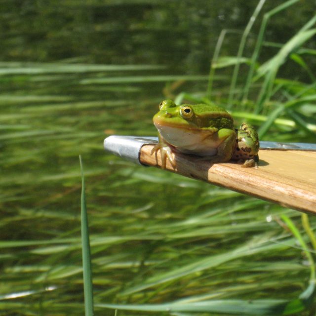 Safari in canoa – Unica, 1 giorno